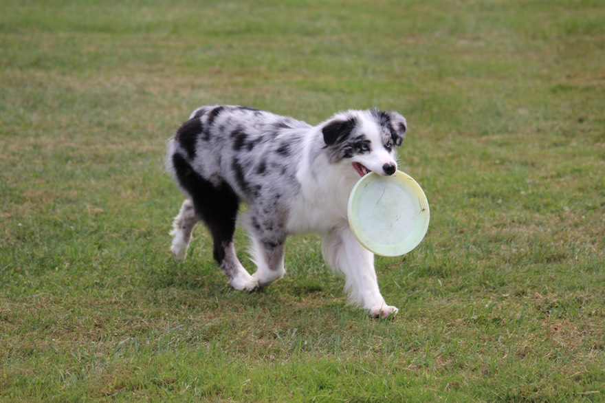 Faith's movement with frisbee